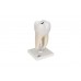 model ludzkiego dolnego trzonowca z ubytkami - 1000243 [d10/4] 3b scientific modele anatomiczne 4